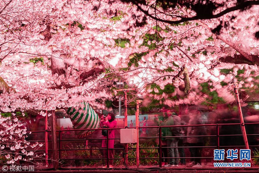 日本东京千鸟渊迎来樱花祭