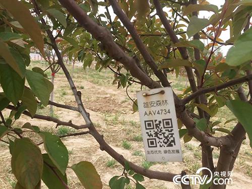 “千年秀林”的每棵树都有属于自己的二维码,记录着这棵树的详细资料。(徐辉/摄)