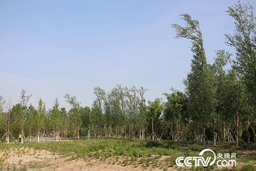 “千年秀林”不仅改变着雄安新区的景色和生态,还为当地村民提供者就业岗位。(徐辉/摄)