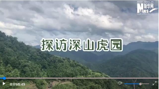 中国有约探访深山虎园走进福建梅花山华南虎繁育研究所