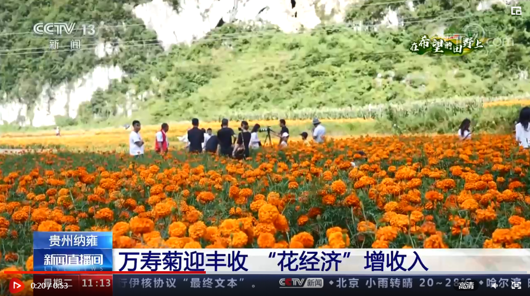 万寿菊花价格今年采购多少钱一斤