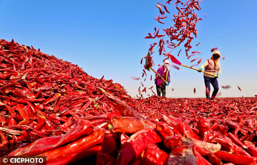 年10月26日,江苏省连云港市东海县平明镇,农民在驾驶收割机收割水稻